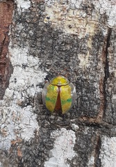 Eurypepla brevilineata