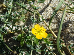 Kallstroemia peninsularis