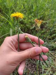 Hypochaeris radicata