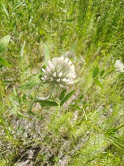 Trifolium diffusum