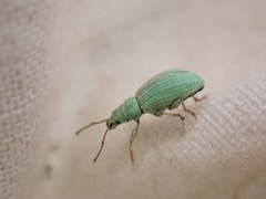 Phyllobius virideaeris
