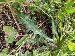 Hypochaeris radicata