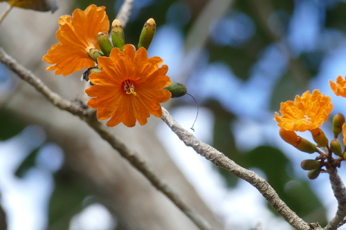 Cordia dodecandra (Cordia dodecandra)