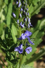 Veronica teucrium
