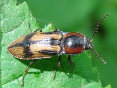 Selatosomus pulcher