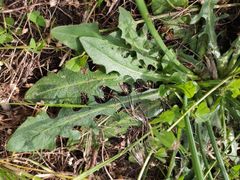 Hypochaeris radicata