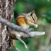 Gray-collared Chipmunk - Photo (c) Gordon Karre, some rights reserved (CC BY-NC), uploaded by Gordon Karre