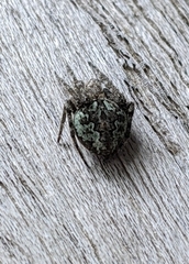 Araneus bicentenarius