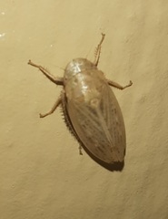 Negosiana dualis
