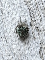 Araneus bicentenarius
