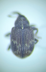 Anthonomus signatus