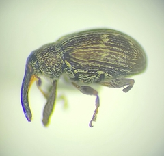Anthonomus signatus