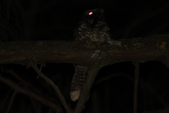 Antrostomus arizonae