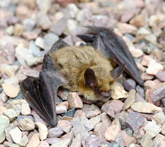 Myotis thysanodes