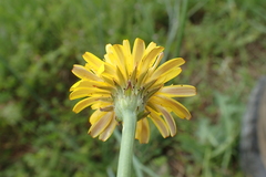 Hypochaeris radicata