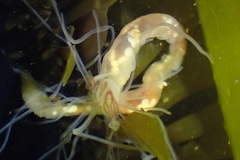 Ramex californiensis