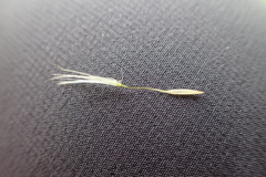 Hypochaeris radicata