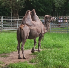 Camelus
