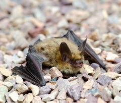 Myotis thysanodes