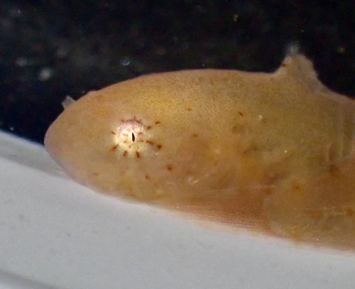 Tidepool Snailfish