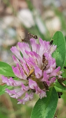 Micropterix aruncella