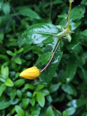 Hypericum monogynum