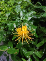 Hypericum monogynum
