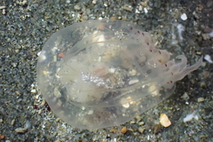 Polyorchis haplus