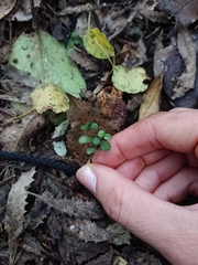 Parsonsia heterophylla