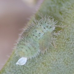 Aphalaroida spinifera