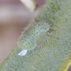 Aphalaroida spinifera