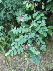 Indigofera bungeana