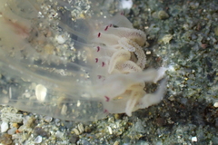 Polyorchis haplus