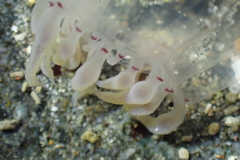 Polyorchis haplus