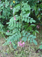 Indigofera bungeana