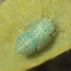 Aphalaroida spinifera