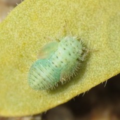 Aphalaroida spinifera