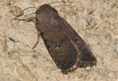Caradrina flavirena