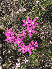 Zeltnera beyrichii