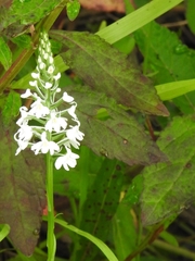 Platanthera nivea