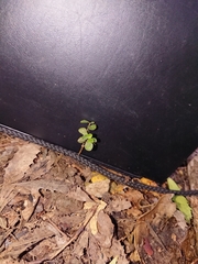 Parsonsia heterophylla