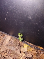 Parsonsia heterophylla