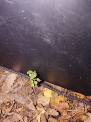 Parsonsia heterophylla