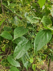 Premna microphylla