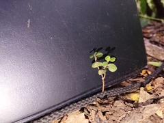 Parsonsia heterophylla