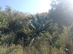 Agave mapisaga