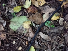 Parsonsia heterophylla