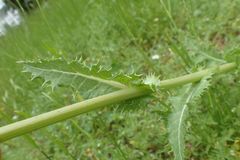 Sonchus asper