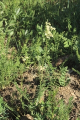 Filipendula ulmaria