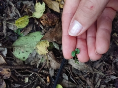 Parsonsia heterophylla